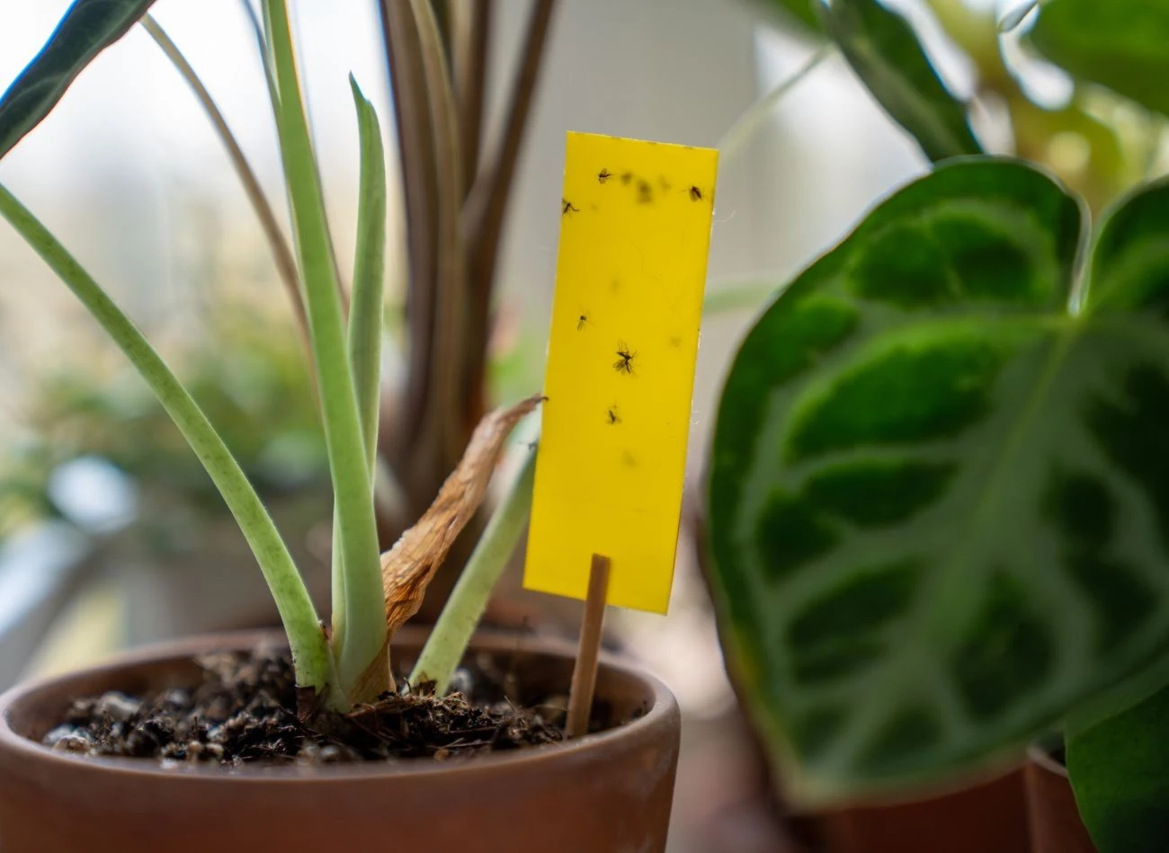 Umieszczenie żółtych lepów w doniczce, to jeden z popularnych sposobów na ziemiórki.