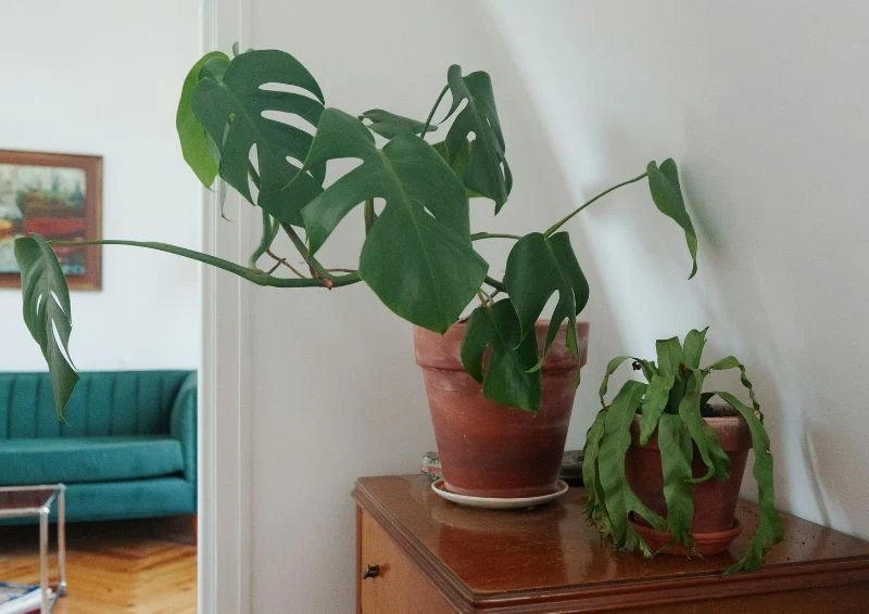Monstera do prawidłowego wzrostu wymaga dużej wilgotności powietrza.