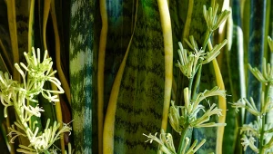 Kwiaty sansewierii otwierają się po zmroku i przyjemnie pachną wanilią.