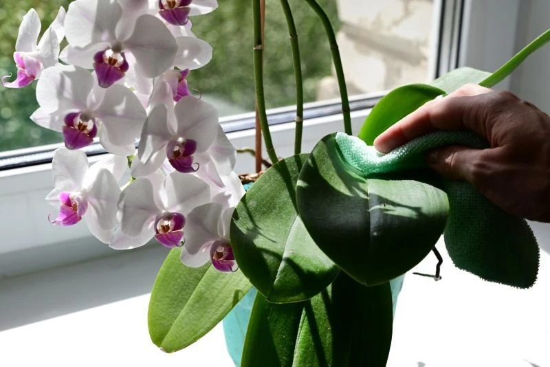 O kwitnieniu storczyka decyduje jego gatunek, warunki uprawy i sposób pielęgnacji