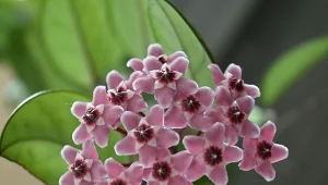 Jak pobudzić hoję do kwitnienia? Jest na to prosty sposób.