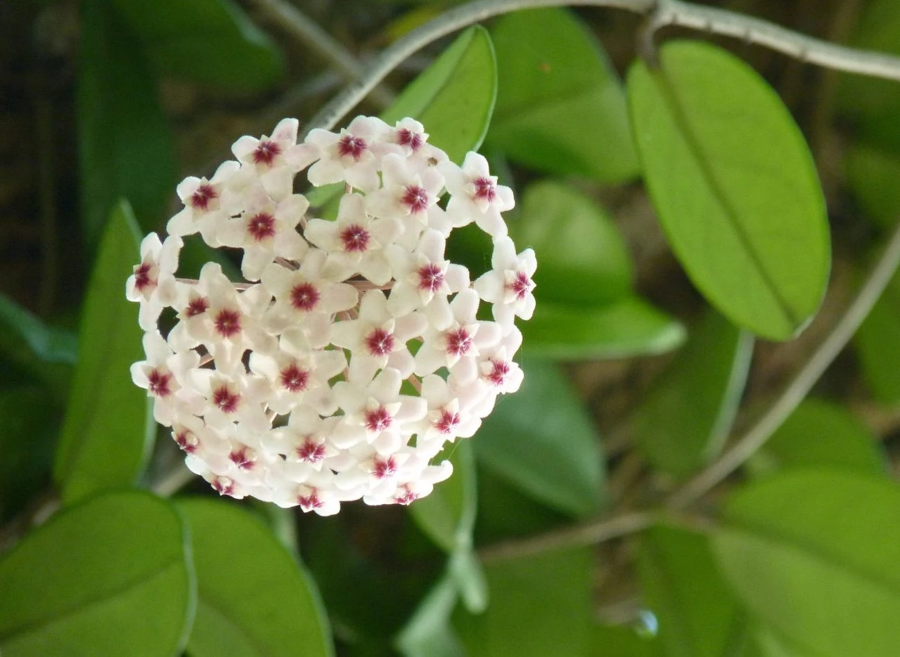 Woda po gotowaniu jajek jest dobrym uzupełnieniem zimowej pielęgnacji hoi