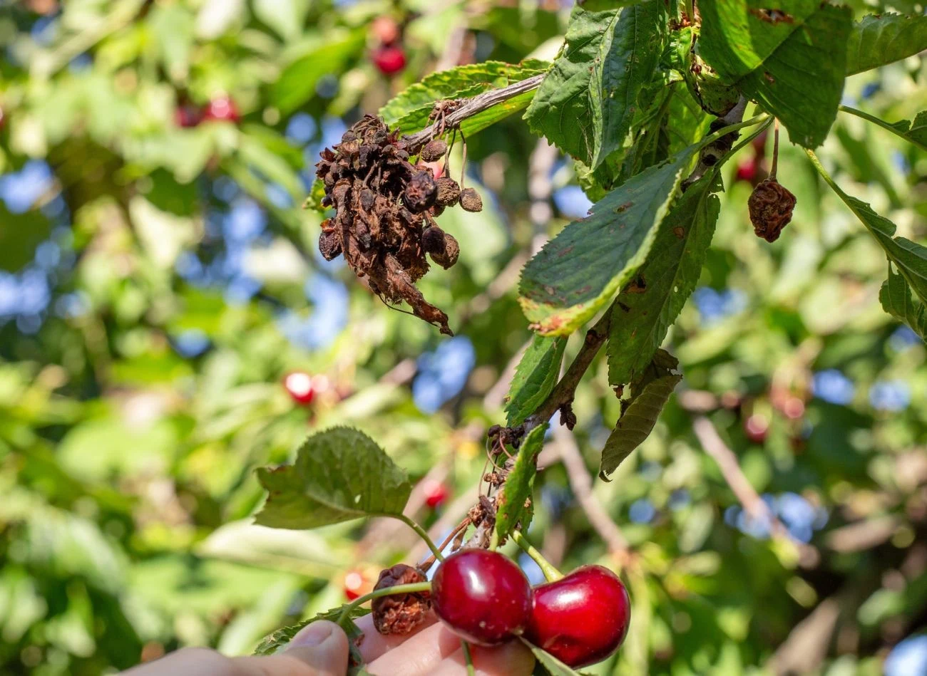 Porażone, zaschnięte owoce i krótkopędy są źródłem zakażenia moniliozą w kolejnym sezonie, dlatego warto je usuwać już w styczniu, przed rozpoczęci...