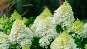 Poznaj najpiękniejsze odmiany hortensji bukietowej i dowiedz się, co obok nich sadzić.