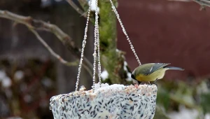 Sikorki z wdzięcznością przyjmują naszą pomoc, a zimą uwielbia jeść łój, orzeszki ziemne i nasiona słonecznika.