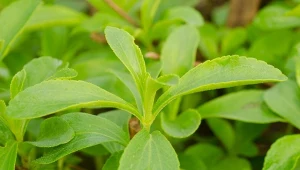 Stewię należy uprawiać w ziemi o pH lekko kwaśnym lub obojętnym, średnio żyznej i dobrze przepuszczalnej.