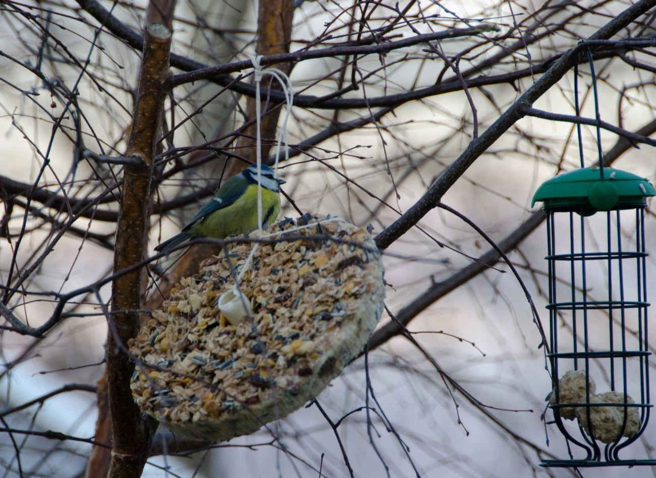 Ziarno i suszone owoce zalane tłuszczem to przysmak nie tylko dla sikorek.