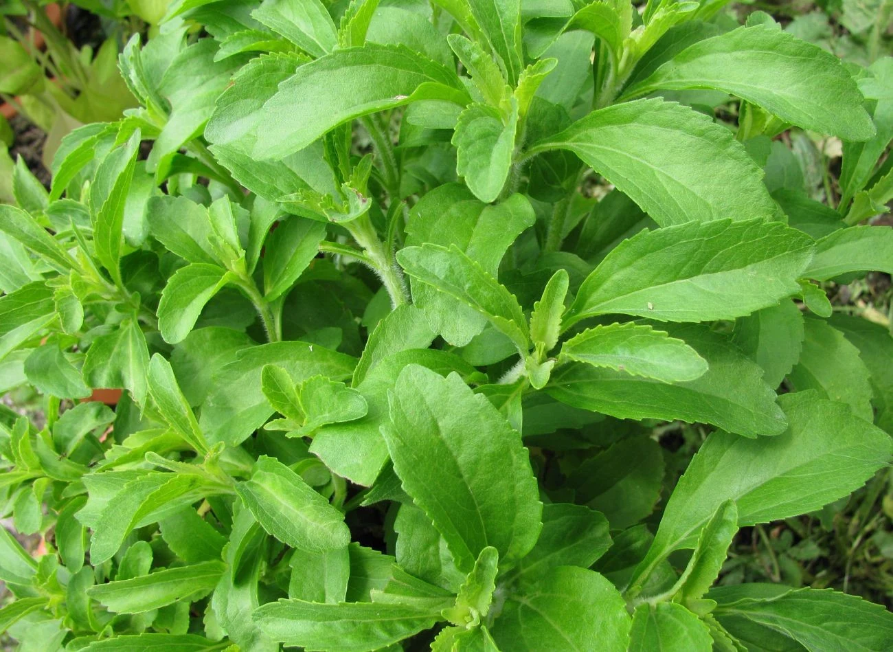 Stewia to roślina o wielu właściwościach prozdrowotnych