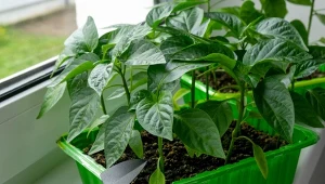 Wcześniejszy siew papryki  daje przewagę w postaci silniejszego systemu korzeniowego i większej rośliny.