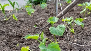 Zaczynasz planować już sianie warzyw? Pamiętaj o płodozmianie.