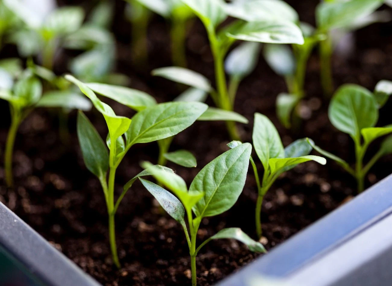Przed wysadzeniem papryki do gruntu lub tunelu rośliny trzeba zahartować.