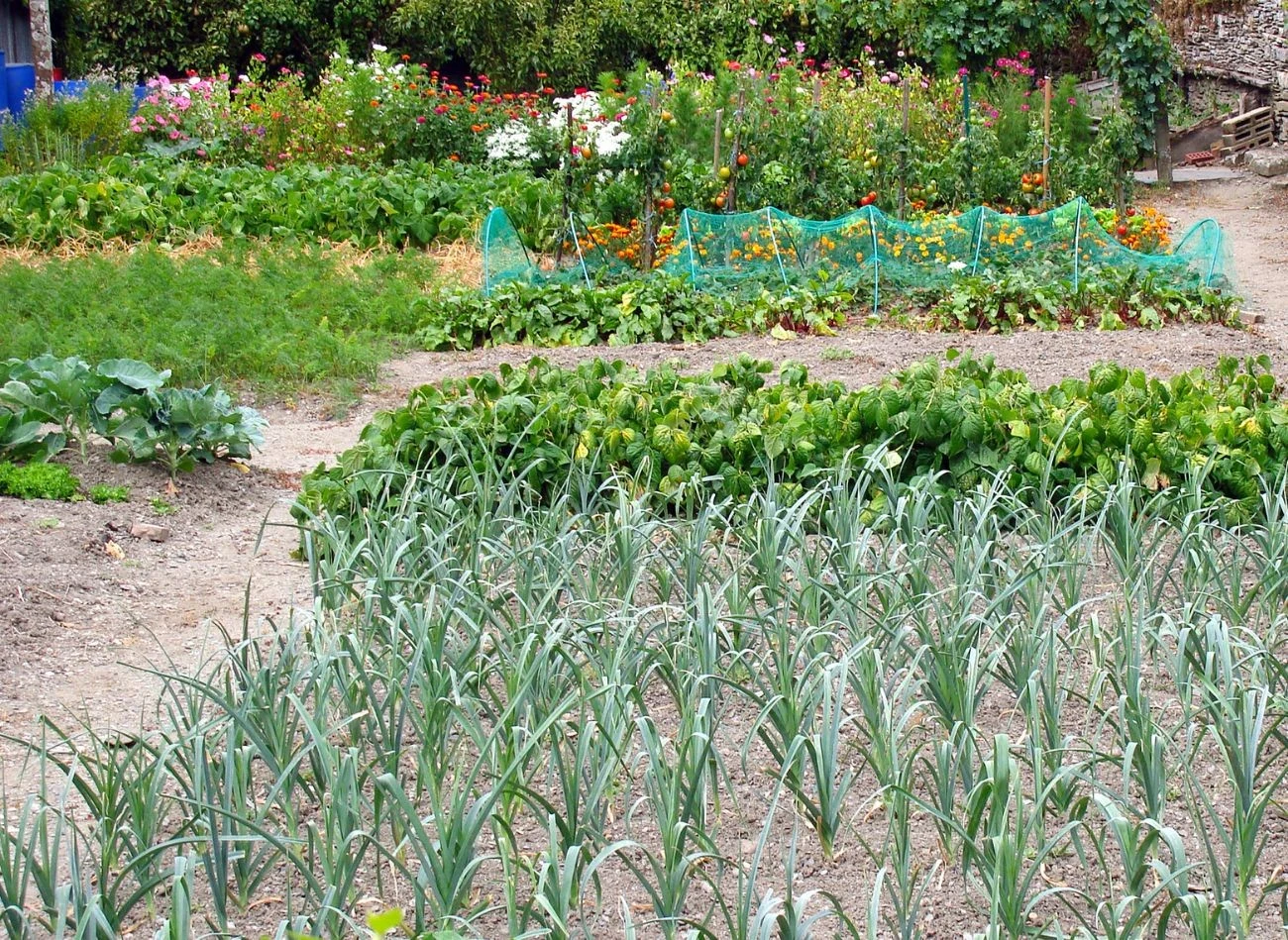 Planując płodozmian, podziel rośliny na kilka grup.