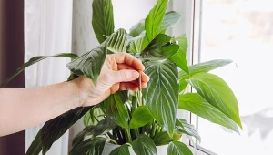 Poznaj wszystkie tajniki dotyczące nawożenia roślin doniczkowych.