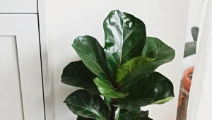 Jak uprawiać fikusa dębolistnego w domu?