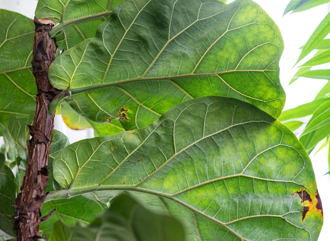 Żółte i brązowe plamy na liściach figowca lirolistnego, najczęściej wynikają z nadmiernego podlewania