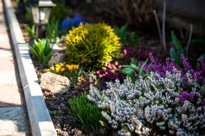 Już zimą zaplanujmy, co w sezonie posadzimy w ogrodzie na rabatach kwiatowych