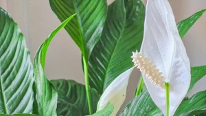 Skrobia ziemniaczana pobudzi skrzydłokwiat do wzrostu i zawiązania pąków kwiatowych.