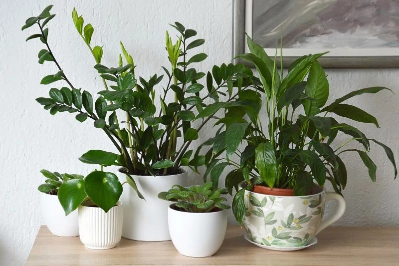 Jak stosować skrobię do roślin doniczkowych