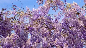 Kiedy i jak przycinać wisterię, aby bujnie kwitła?