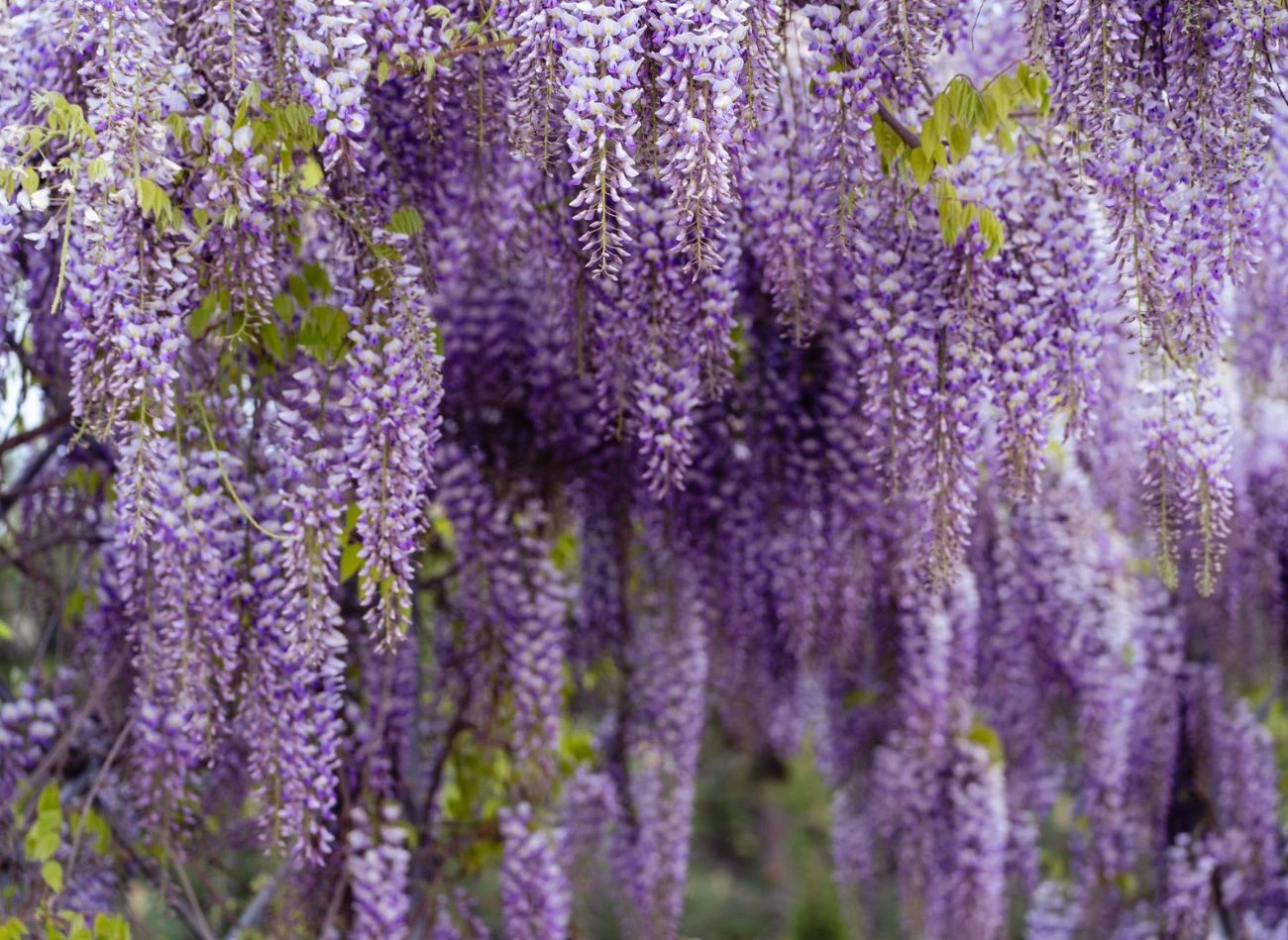 Glicynia wymaga cięcia dwa razy w roku: na przedwiośniu i latem, po przekwitnięciu