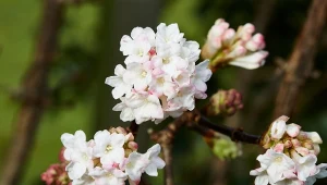 Kalina bodnantska kwitnie od lutego do marca. Jakie jeszcze gatunki roślin kwitną w zimie?