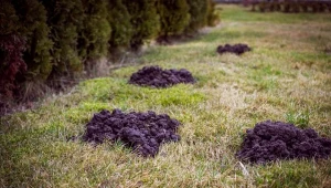 Krety nie hibernują – zimą nadal aktywnie poszukują pożywienia.