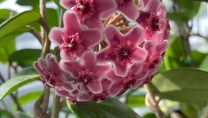 Zacznij pobieranie sadzonek roślin już w styczniu. To dokonały moment na rozmnożenie hoji.