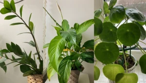 W mieszkaniu, w którym przez okna niemal nie wpada słońce też można hodować wiele roślin