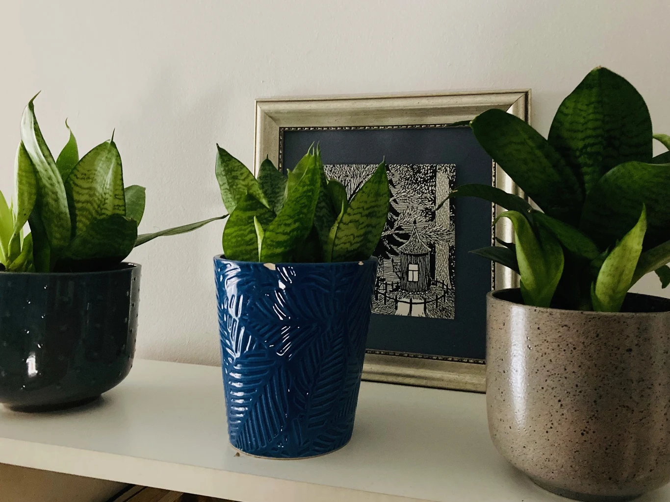 Trzy doniczki z roślinami doniczkowymi ustawione na białej półce, w tle ramka z czarno-białą grafiką.