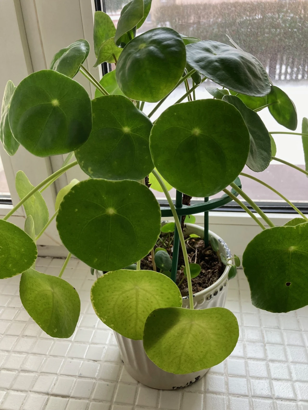 Doniczka z zieloną rośliną o okrągłych liściach ustawiona na parapecie przy oknie, w tle niewyraźny widok zewnętrzny.