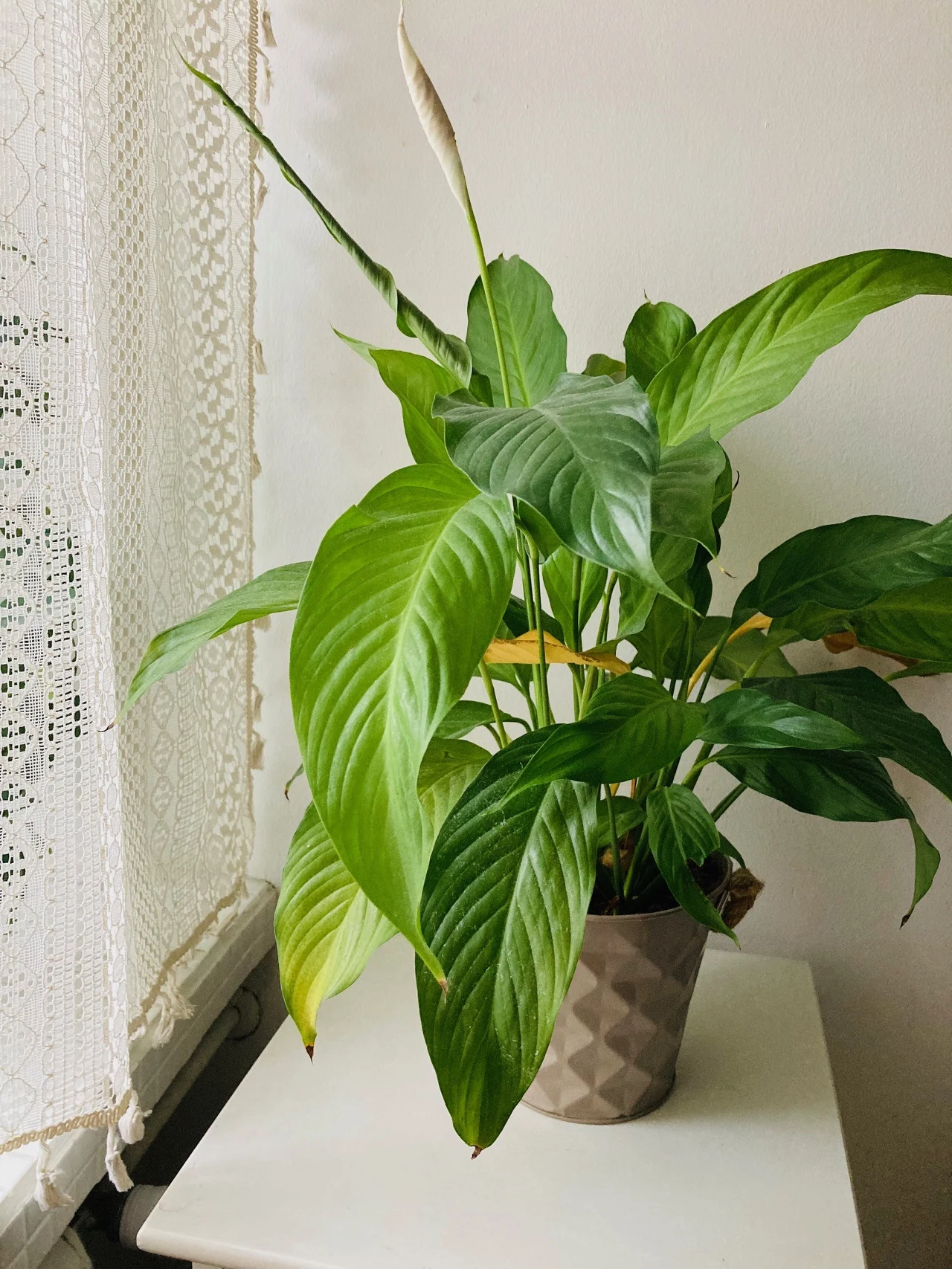 Rozłożyste, zielone liście skrzydłokwiatu w ozdobnej doniczce ustawionej na białym stoliku przy oknie z koronkową firanką.