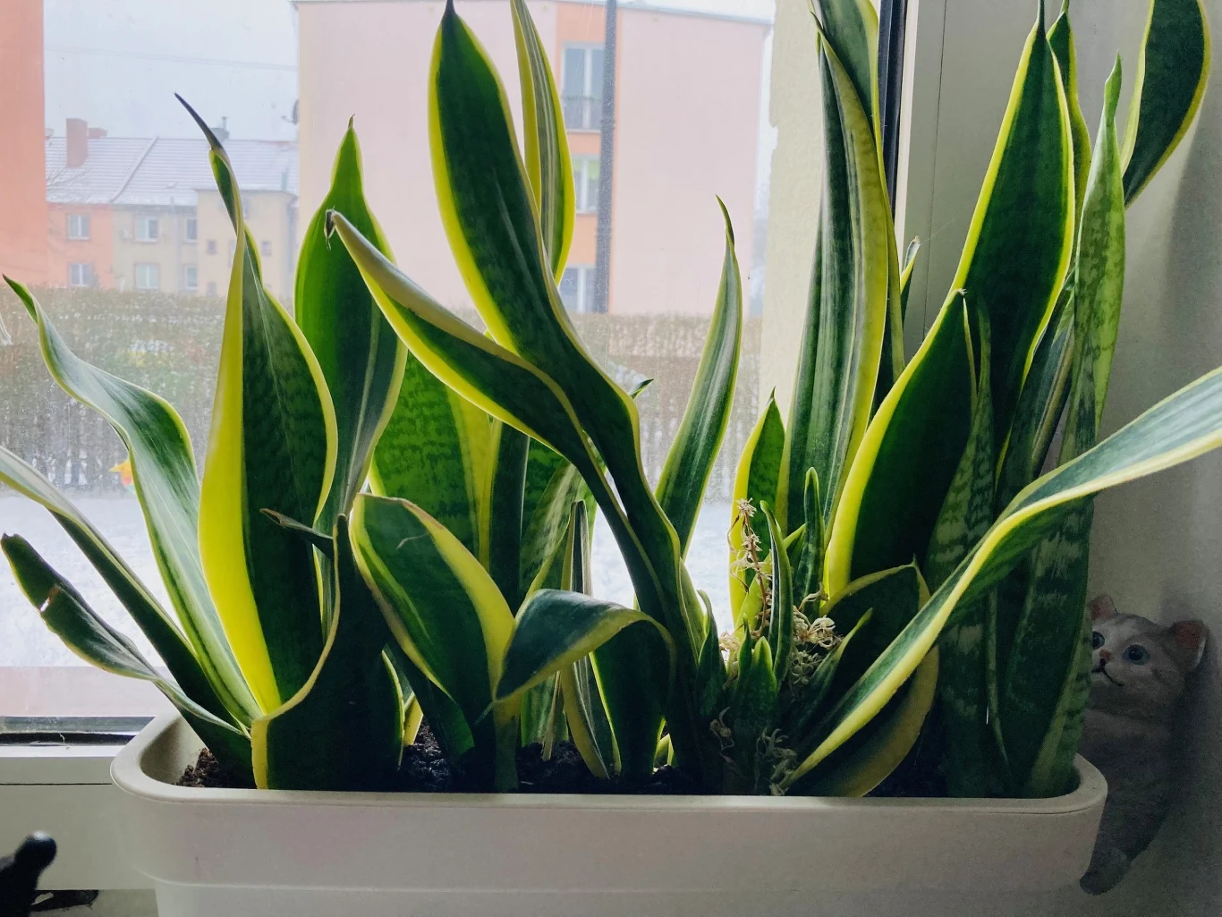 Doniczka z zielonymi roślinami sansewierii ustawiona na parapecie przy oknie, w tle widoczne rozmyte budynki, a obok doniczki znajduje się mała figurka kota.