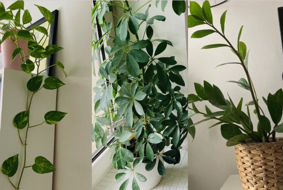 Trzy doniczkowe rośliny ustawione w jasnym pomieszczeniu, każda w osobnej doniczce; po lewej bluszcz w różowej doniczce, na środku większa roślina o dużych, zielonych liściach, po prawej zielistka w plecionym koszu.