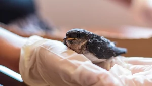 Nie karm i nie zabieraj do domu. Oto właściwa procedura 