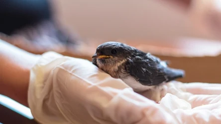 Jeśli znajdziemy rannego ptaka, powinniśmy w pierwszej kolejności go ogrzać 