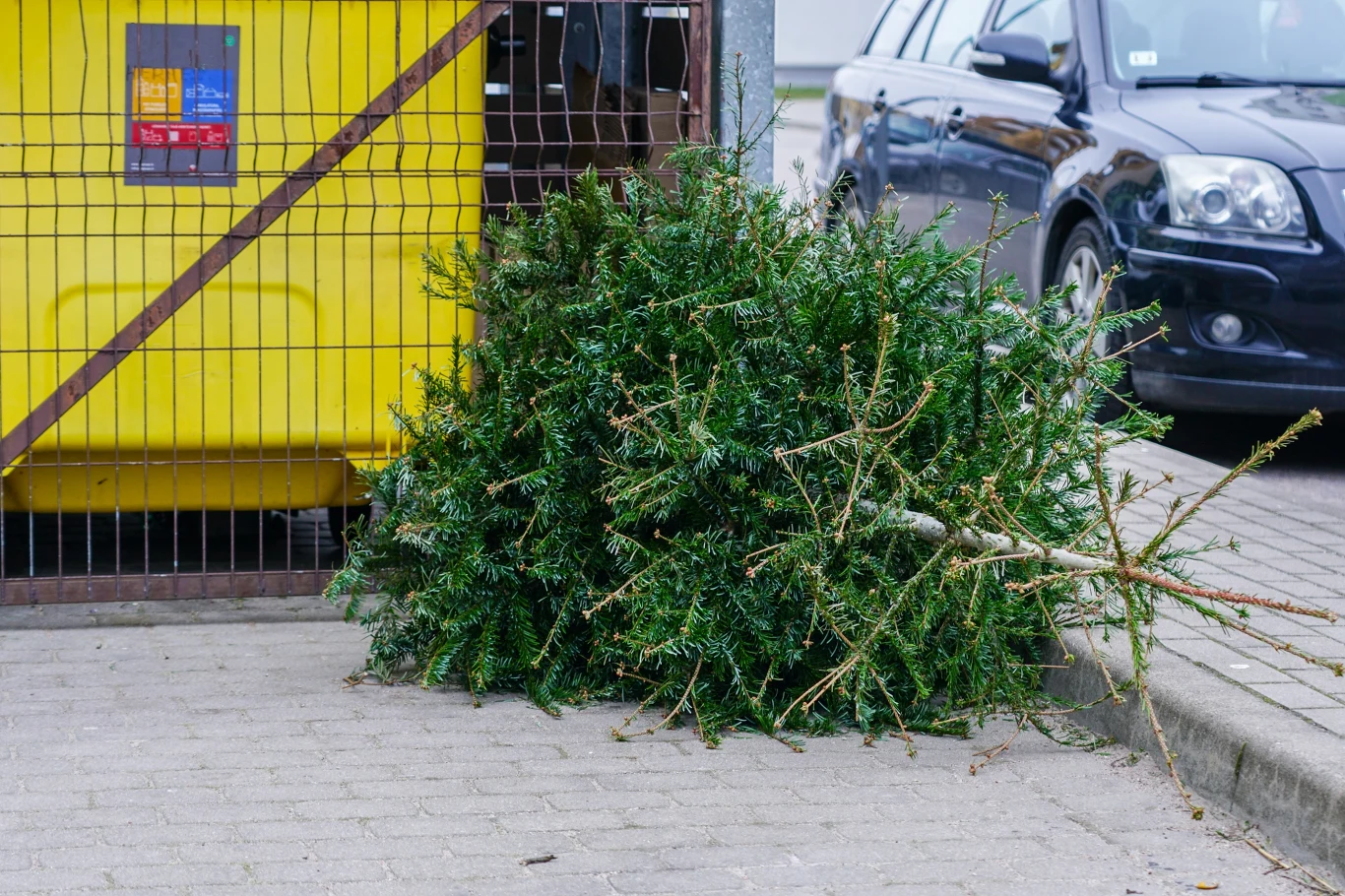 Nieprawidłowa utylizacja świątecznego drzewka może słono kosztować. Warto wiedzieć, co zrobić tak z żywą, jak i sztuczną choinką po świętach. 