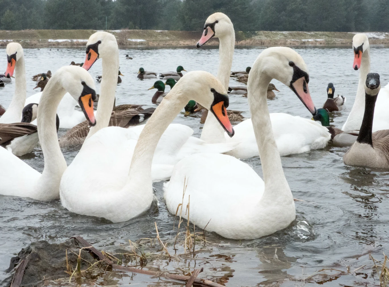 Na Podlasiu wśród łabędzi szerzy się grypa ptaków Stado łabędzi pływających na wodzie w otoczeniu kilku kaczek oraz gęsi, zimowa aura podkreślona przez resztki śniegu na brzegach.