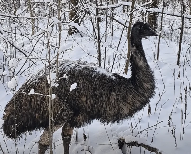 Leśnicy znaleźli w lesie przestraszonego emu Duży ptak nielot, emu, stojący w zaśnieżonym lesie. Na piórach widoczna jest cienka warstwa śniegu. W tle gęste zarośla i drzewa pokryte śniegiem.