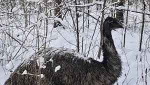 Leśnicy znaleźli w lesie przestraszonego emu