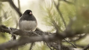 Junko to ptak z Ameryki Północnej, ale pojawia się w Polsce