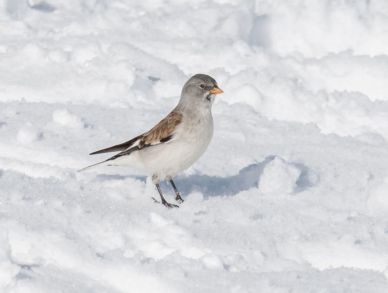 Mały ptak o szaro-białym upierzeniu z ciemniejszymi skrzydłami i pomarańczowym dziobem, stojący na śnieżnej powierzchni.