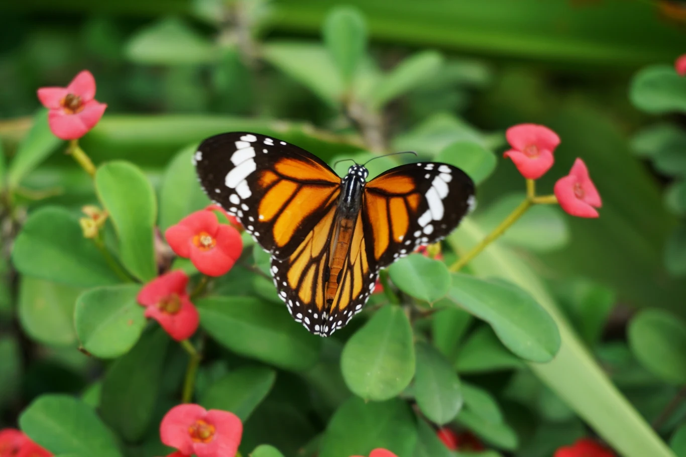 Motyl Monarch siedzący na liściu wśród zielonych roślin i małych czerwonych kwiatów.