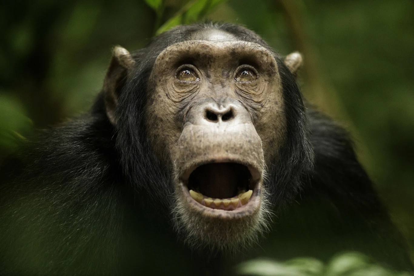 Szympans z szeroko otwartymi ustami, wyraźnie zaskoczony lub wyrażający silne emocje, znajduje się wśród zielonej, rozmytej roślinności.