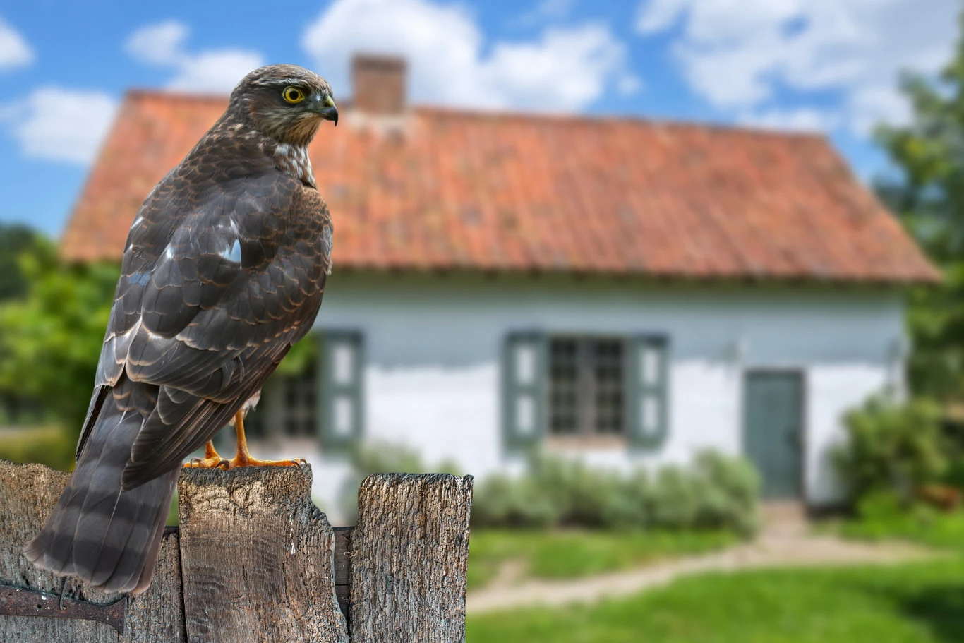 Jastrząb siedzący na drewnianym płocie, w tle stara wiejska chata z czerwonym dachem, otoczona zielenią i roślinnością, pod niebieskim niebem z białymi chmurami.