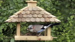 Sójka to częsty gość w karmnikach, o ile znajdują się tam orzechy albo żołędzie