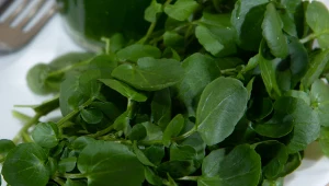 Seniorze, jedz 3 razy w tygodniu. Najzdrowsze warzywo świata kosztuje 2,50 zł