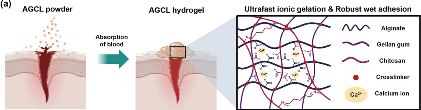Schemat działania proszku AGCL na ranę, który po kontakcie z krwią tworzy hydrożel, obraz mechanizmu wiązania jonowego z udziałem alginianu, gellanu, chitozanu i jonów wapnia, ilustrujący szybkie tworzenie żelu i jego przyleganie do wilgotnej powierzchni.