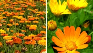 Nasze prababcie wierzyły, że nagietek przepowiada deszcz.