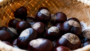 Apteka w ogrodzie: kasztany