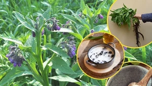 Żywokost lekarski należy do nieco zapomnianych roślin leczniczych. Jego właściwości znano już w czasach starożytnych.